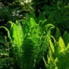 ferns in the garden