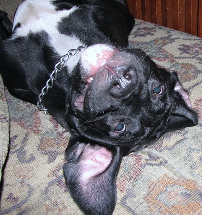 Closeup of dog's head, while it is lying upside down.