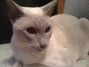 Chelsea (Lilac Point Siamese)
