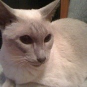 Chelsea (Lilac Point Siamese)
