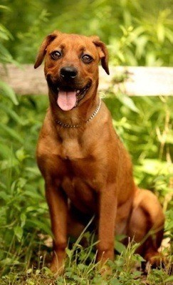 Reddish brown dog.
