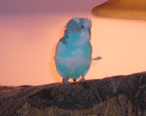 bird on couch