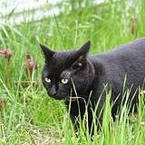 Smokey (Black Cat)