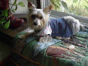 Yorkshire Terrier Breed Information and Photos | ThriftyFun