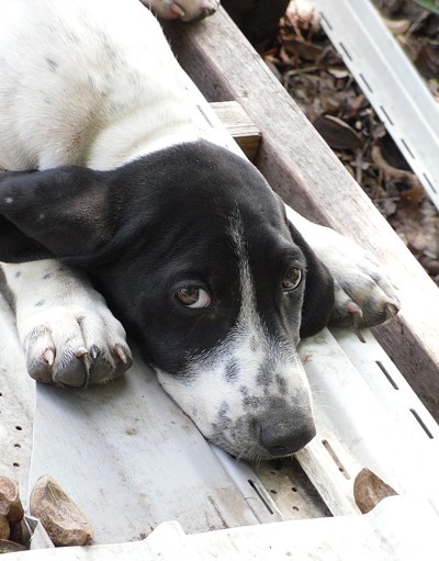 Ima Bird Dog Basset Hound Mix Thriftyfun