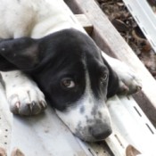 Ima (Bird Dog/Basset Hound Mix)