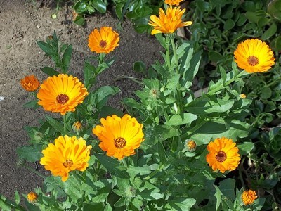 bright calendula flowers