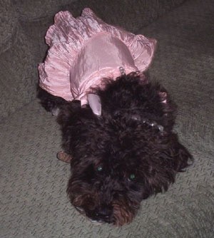 black dog wearing pink outfit