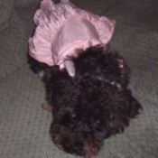 black dog wearing pink outfit