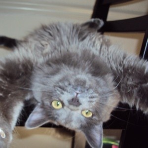 Grey cat lying upside down.