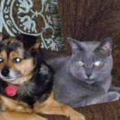 Scruffle (Jack Russel Mix)