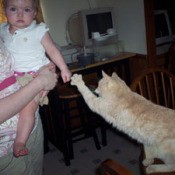 Tabby cat reaching out with paw towards child.