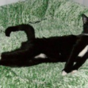 Moocher (Domestic Shorthair)