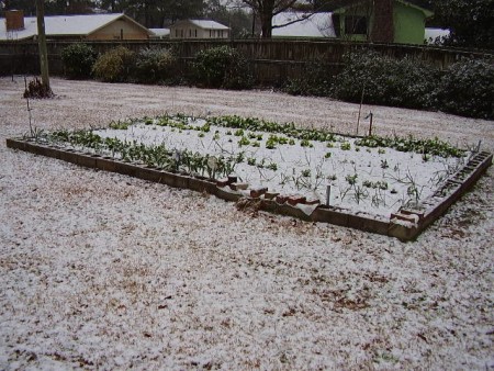 Snow in a garden in Alabama.