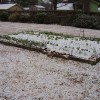 Snow in a garden in Alabama.