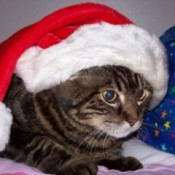 Bugsy wearing a Santa hat.