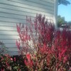 tall celosia plant next to house