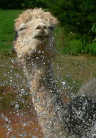 Leonardo DiCaprio (Alpaca)