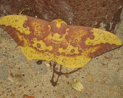 Camoflagued moth.