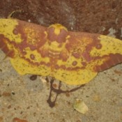 Camoflagued moth.