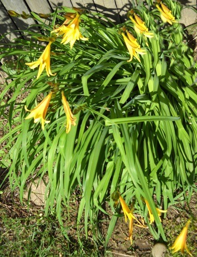 Yellow day lilies.