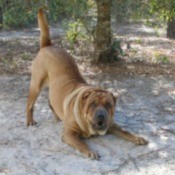 Hunk (Chinese Shar Pei)