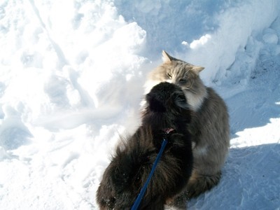 Pomeranian and a long hair cat in the snow.