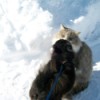 Pomeranian and a long hair cat in the snow.
