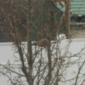 A robin on a newly budding tree.