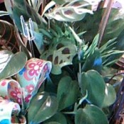 A green plant with heart shaped leaves.