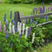 lupin growing by a split rail fence