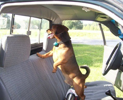 Standing with paw on back of truck seat.