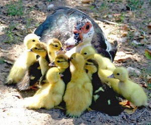 Gooding and Ducklings (Muscovy Duck)