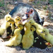 Gooding and Ducklings (Muscovy Duck)