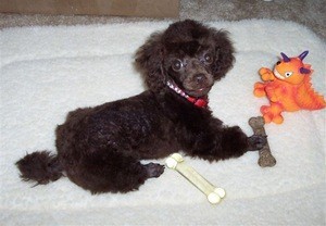 Black toy poodle puppy.
