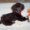 Black toy poodle puppy.