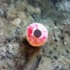 candy eyeball