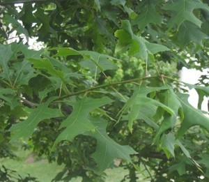 Closeup of leaves.