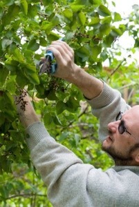 man pruning shrub