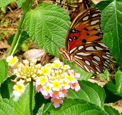 butterfly on lantana flower