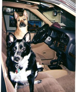 Lady (Border Collie/Blue Heeler) and Endo