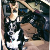 Lady (Border Collie/Blue Heeler) and Endo