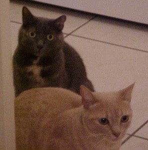 Orange cat and dark cat.