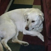 Large Lab looking white dog.