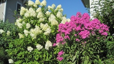 white and pink flowers next to each other