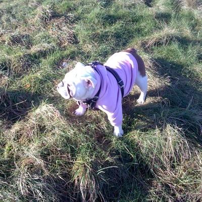 dog in pink sweater