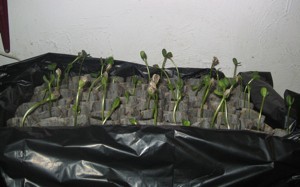 Sunflower Seedlings