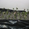 Sunflower Seedlings