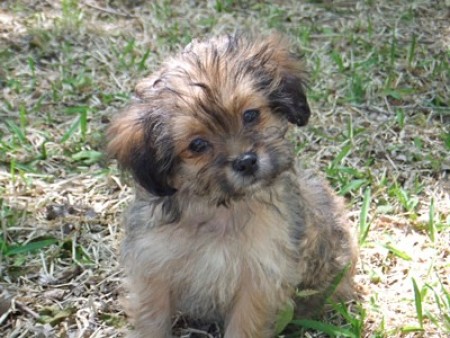 pomeranian shih tzu dog