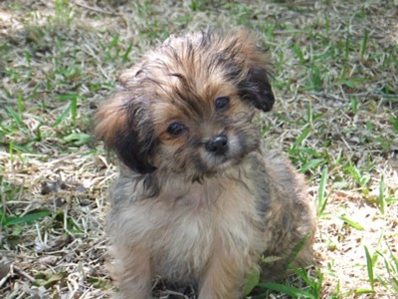 pomeranian mixed with shih tzu